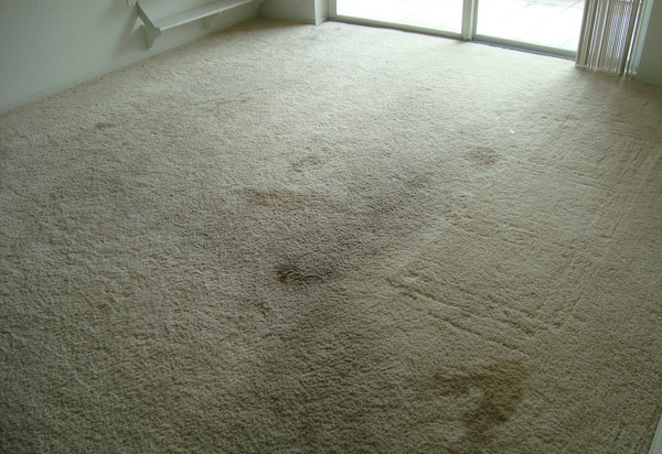 Carpet Cleaning in Lynbrook